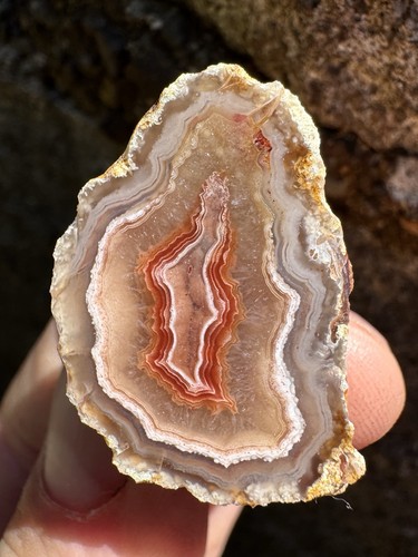 5oz laguna agate from - agate,